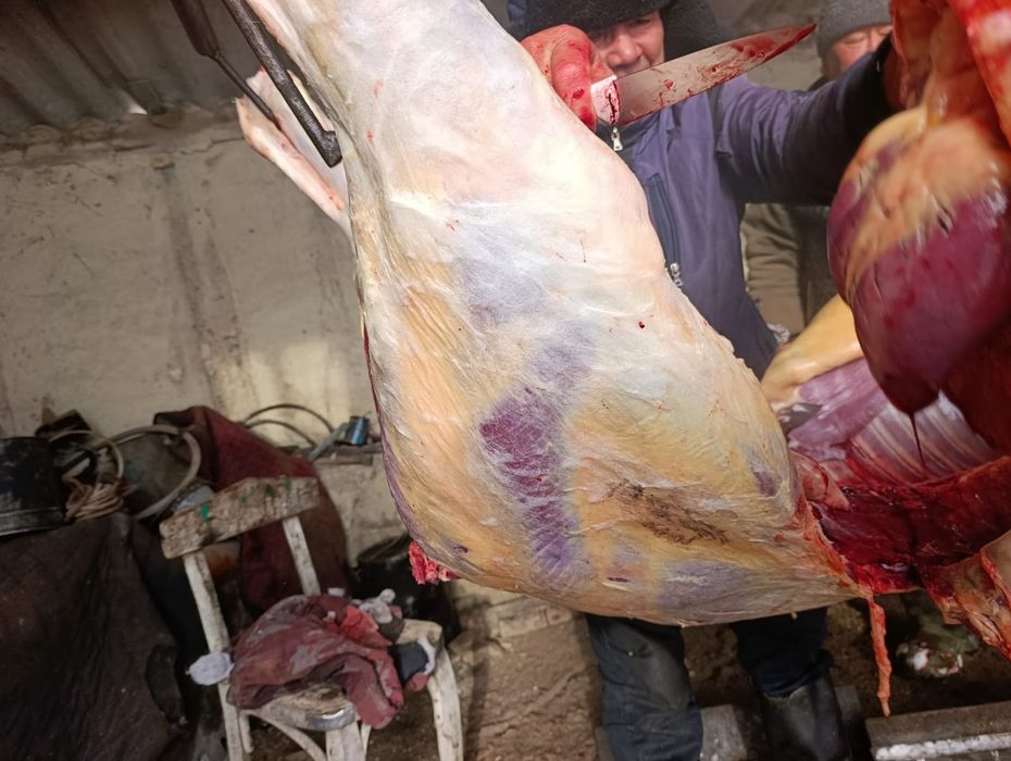 Жабагы сатылады.