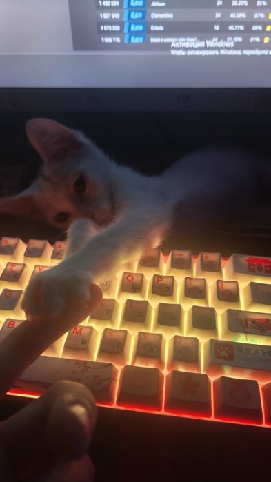 Котёнок в хорошие руки