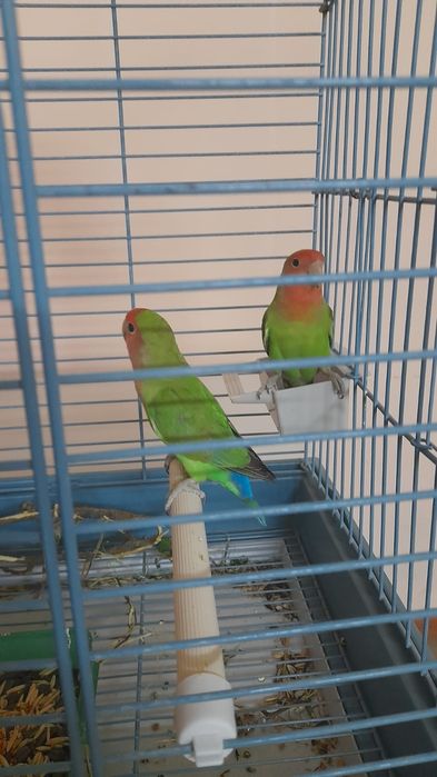 Попугаев Неразлучников