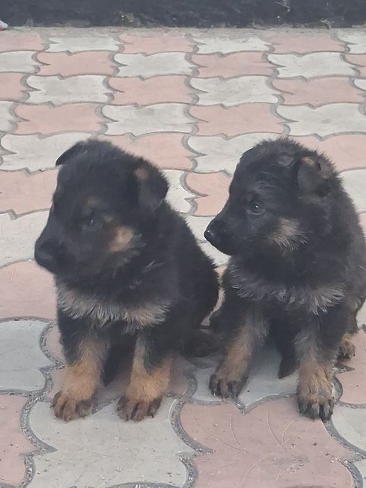 Неметская Авчарка