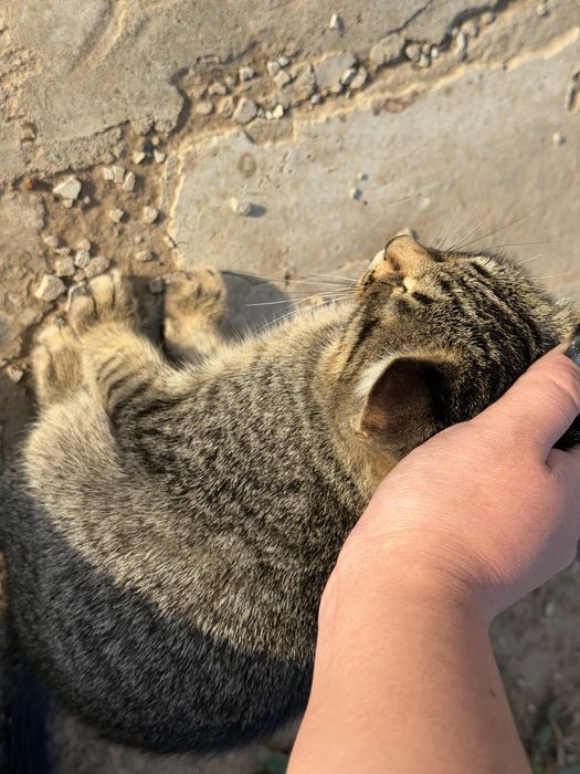 Отдаем котят в добрые руки