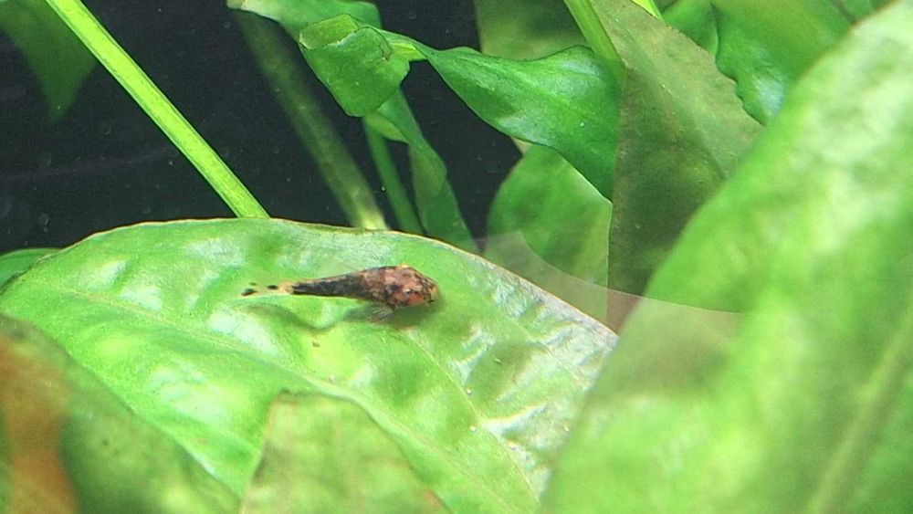 Pachet 5 + 1 pui Ancistrus Calico