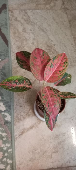 Аглаонема продам