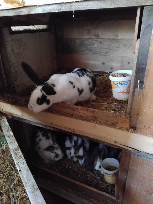 Iepuri din rasa Fluture German, Rex și Pannon alb