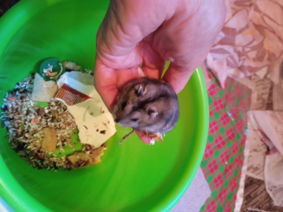 Продаю клетку и хомячка