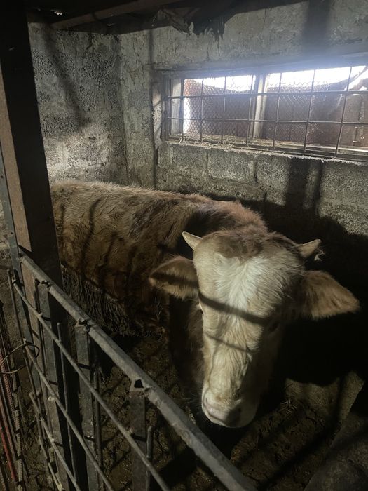 Buqa sotilad srochna