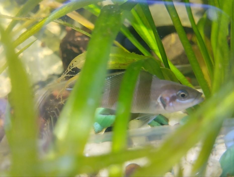 Продам или обменяю Принцесс Бурунди