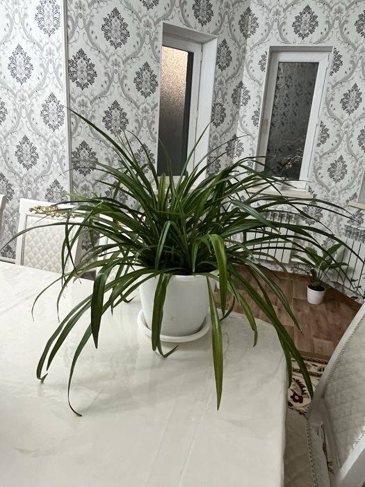 Цветы хлорофитум