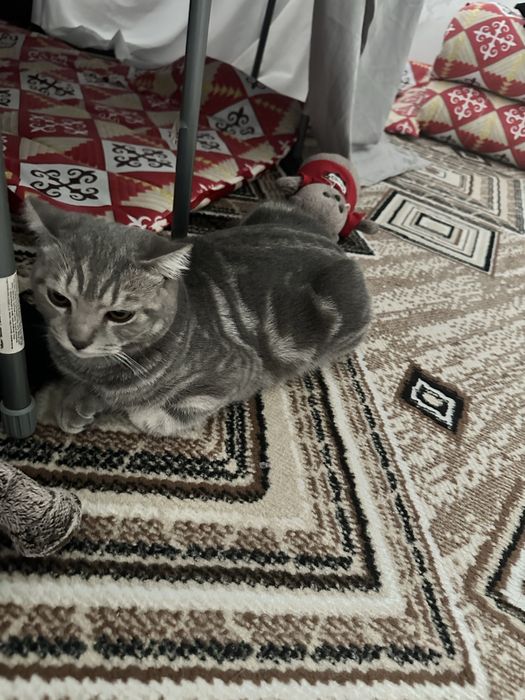 Кошка пародистая