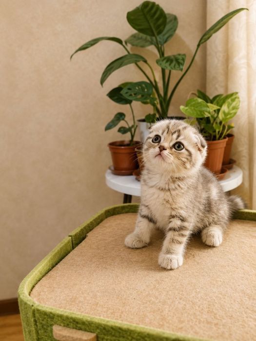 Продаются котята