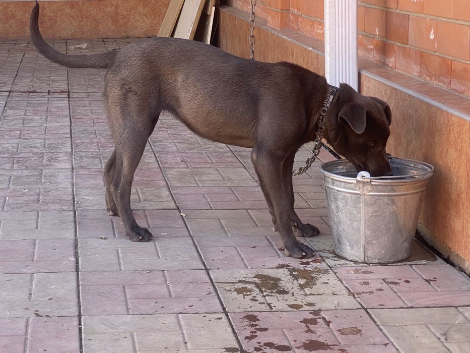 Питбуль Стаффорд