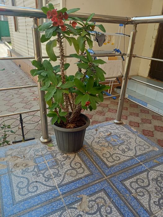 Продам комнатный цветок