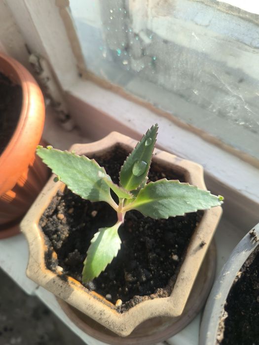 Растения каланхоэ