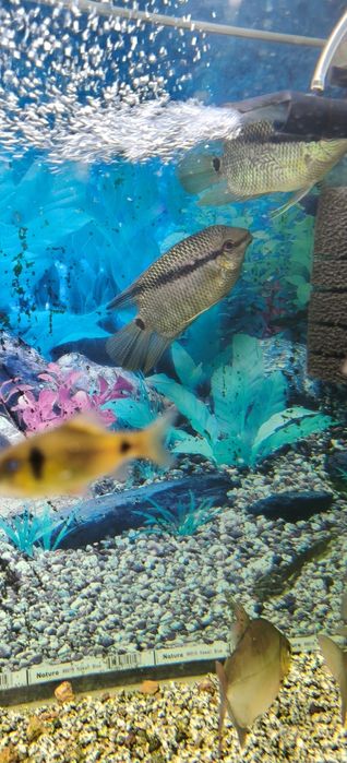 Мезонаута( Фестивум)