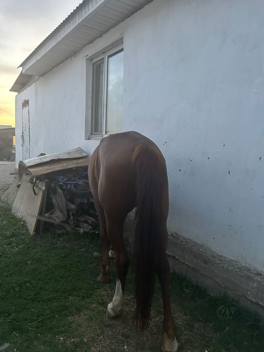 4 жасар аяк колы сау