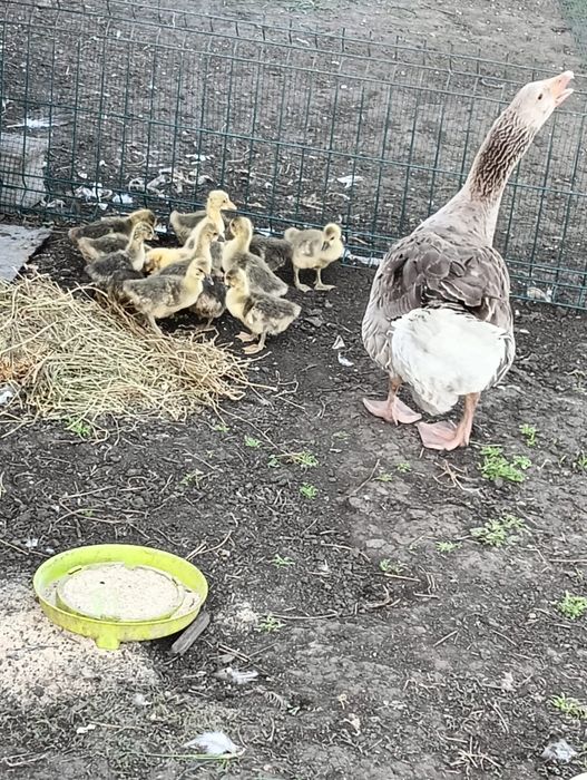 Vând gâste și bobocii de gâscă,
