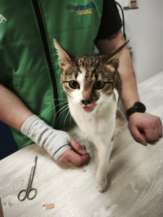 Подарявам женско коте ^^