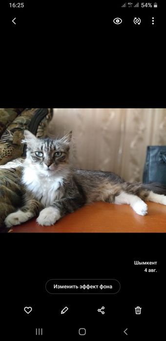 Потерялась кошка