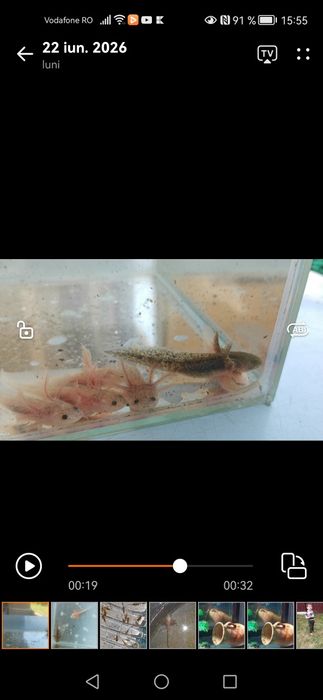 Axolotl pui diverse culori