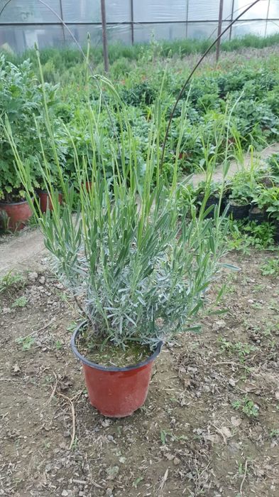 Лаванда оптом       .