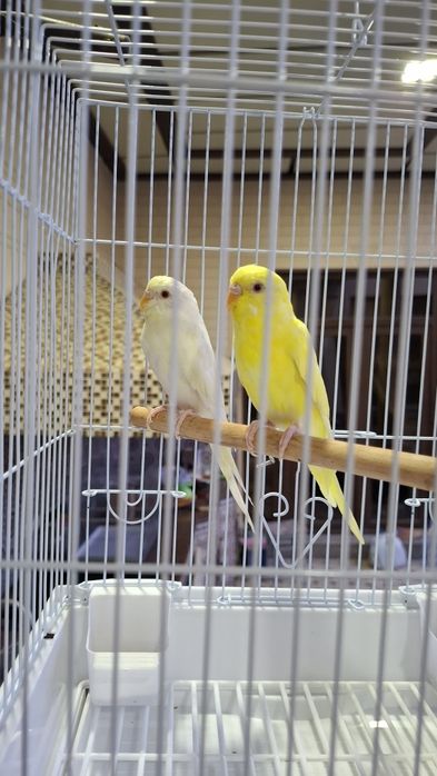 Albinos Totiqushlar sotiladi