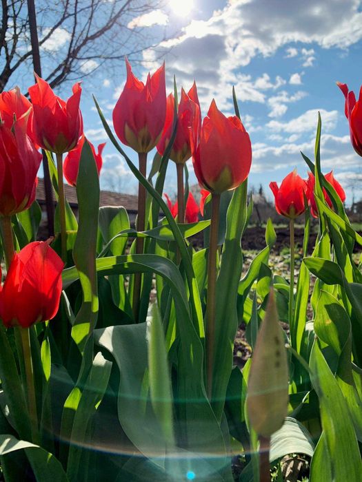 Луковици-Шафран,кокиче,лале,зюмбюл,минзухар, нарцис.