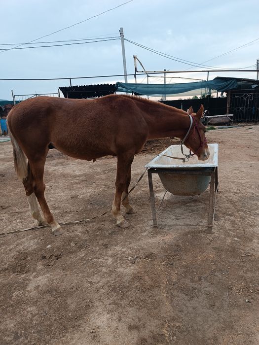 Toy sotiladi yeb ichishi zor