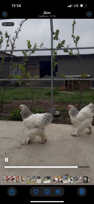 Брама жұмыртқасына заказ қабылдаймын 1000 тенге балапан 2000