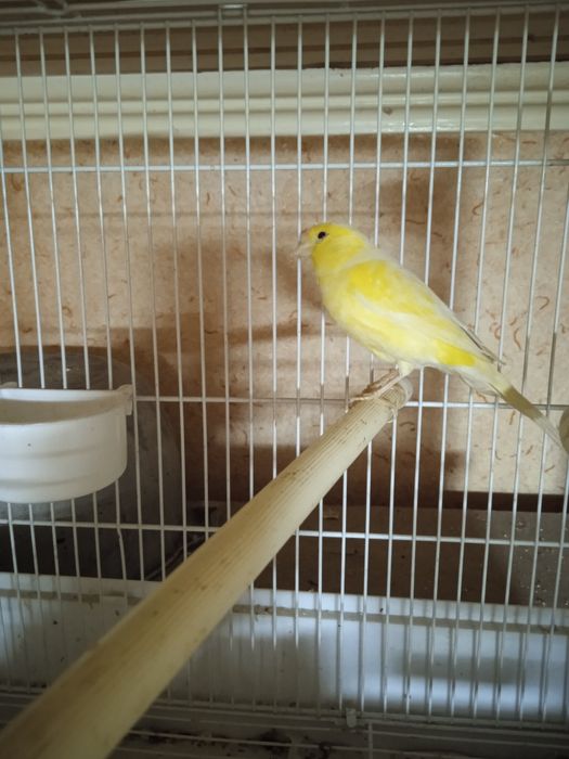 Канарейка тайёр модалар