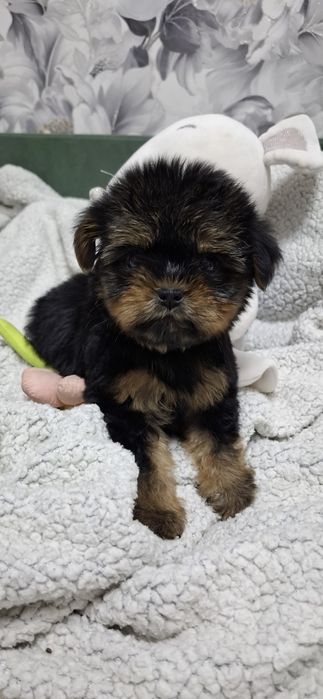 Щенки йоркширского терьера