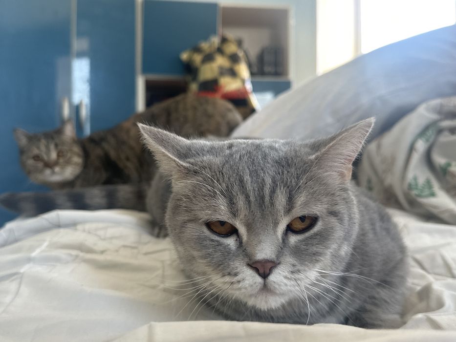 Отдам двух кошек