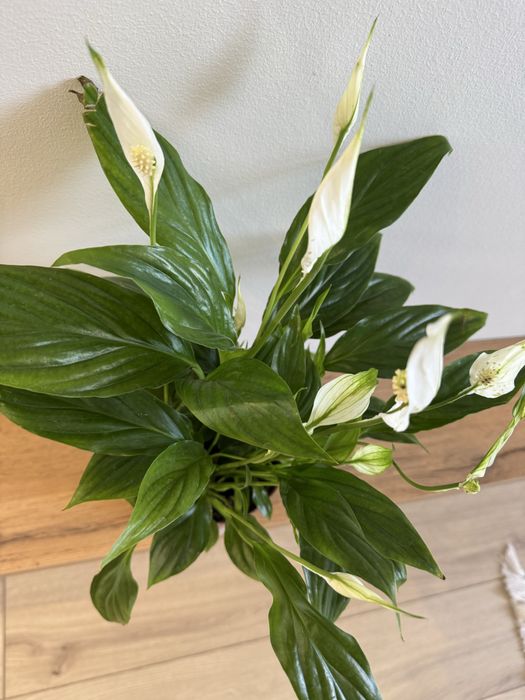 Продам, обменяю спатифиллум