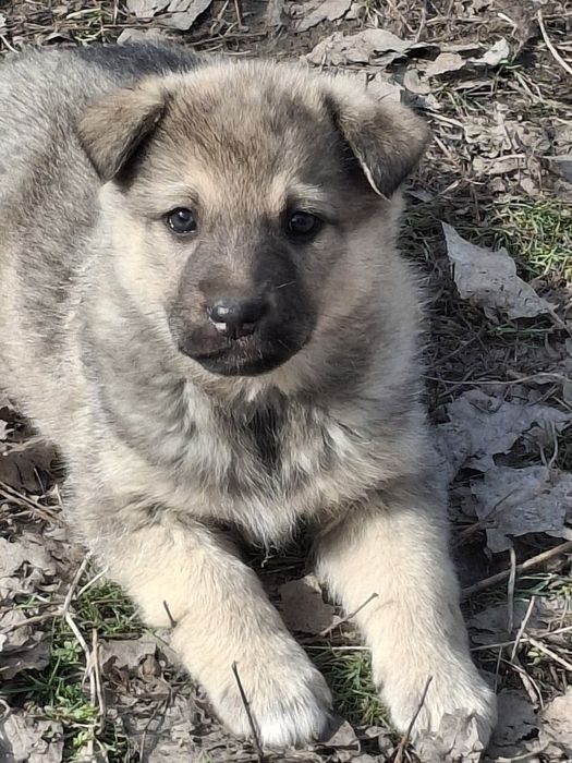 Щенята в надежные руки.