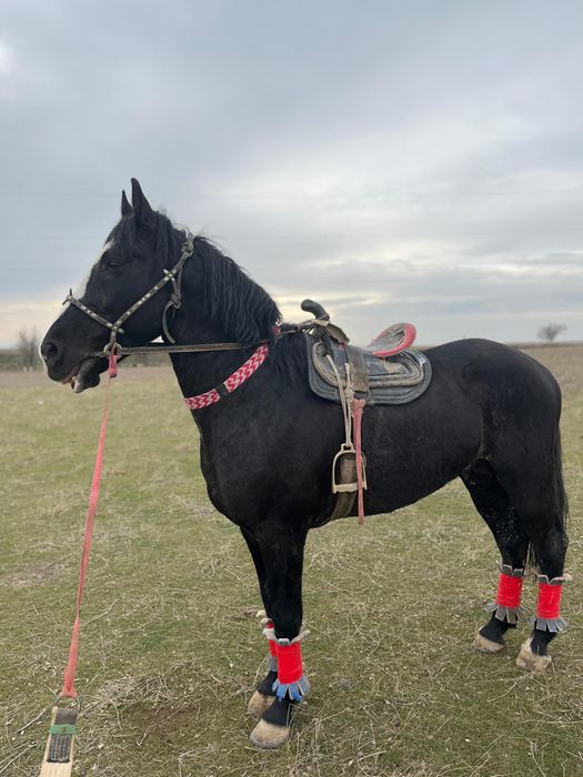 Айгыр сатылады!