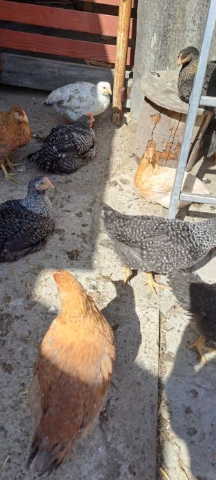 Vând 20 de pui colorați 3 luni