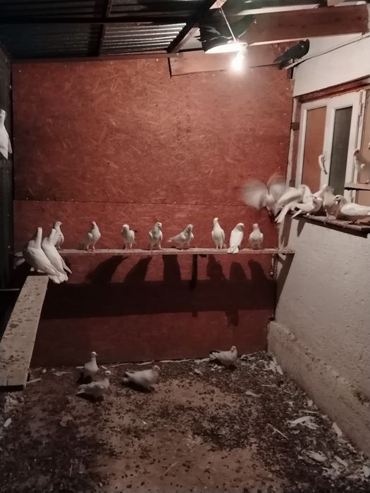 Голуби широкохвостые