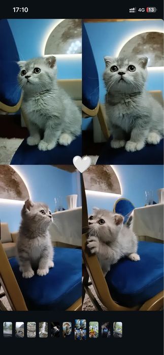Кот шотладнский вислоухий