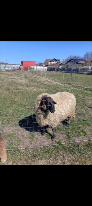 Vând berbec Carabash.