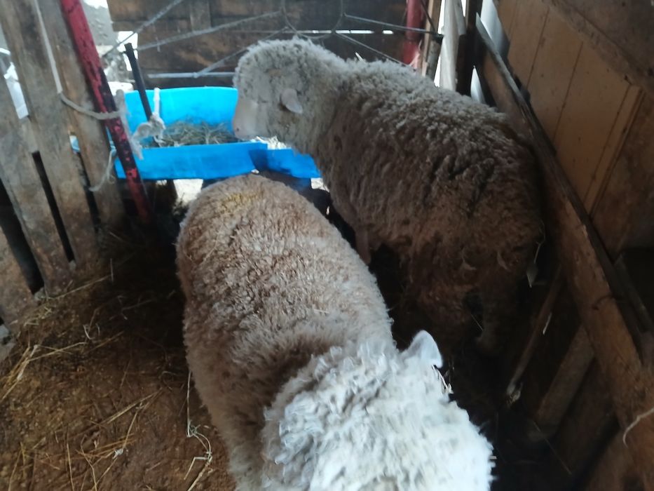 Продам баран жирные