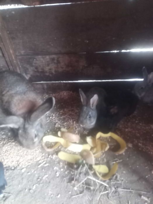 Iepuri belgieni de vanzre