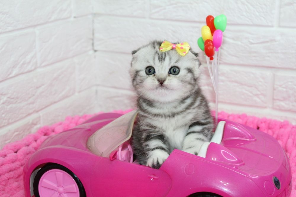 Шотландские котята