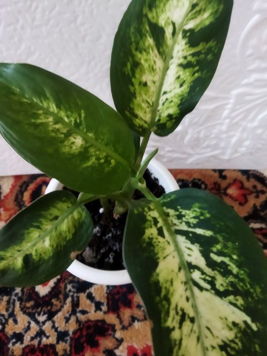 Комнатные цветы продам