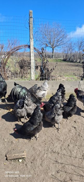 Ouă australorp,rhode island și moțate
