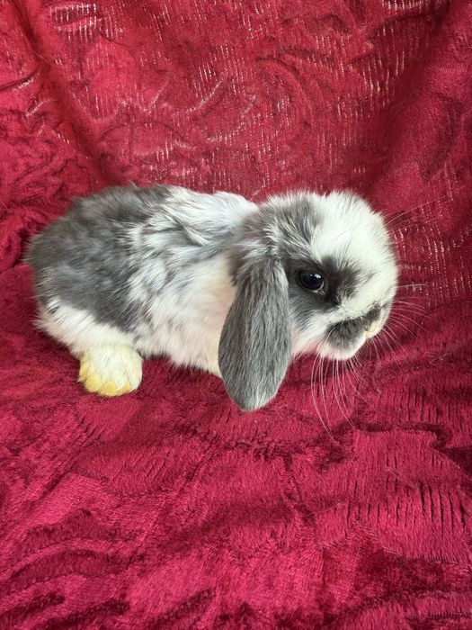 Продаются крольчата карликового барана.