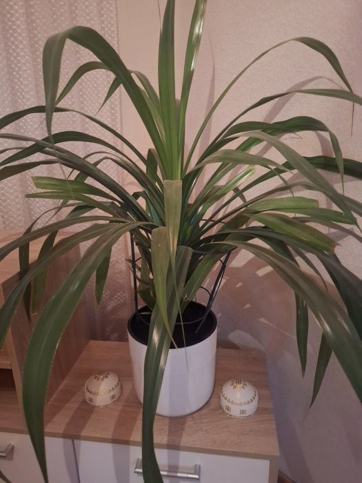 Пальма панданус (винтовая пальма)