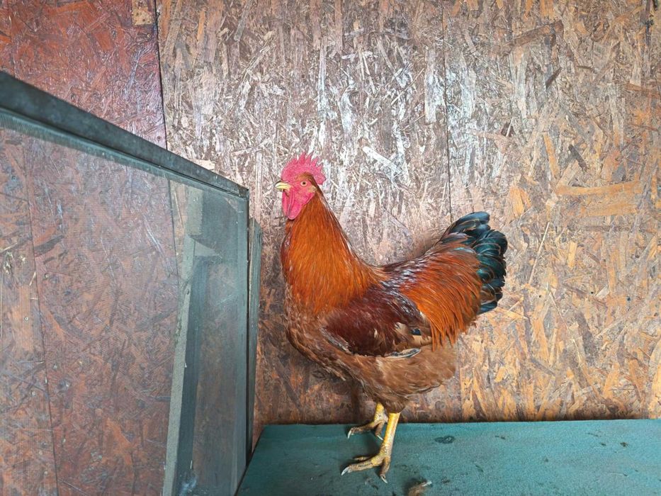 Ouă pentru incubat New Hampshire