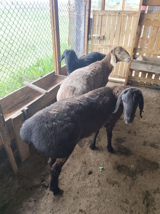 Кошкарлар 1жас 2 айлык