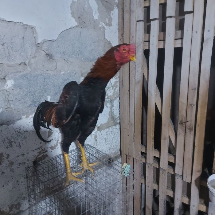 Джужа июнски Корейц китай