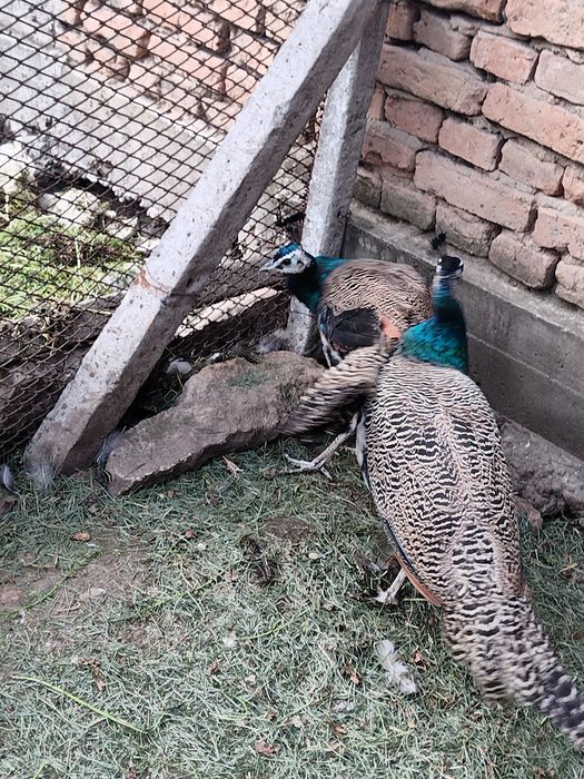 Продавам 2 мъжки пауни