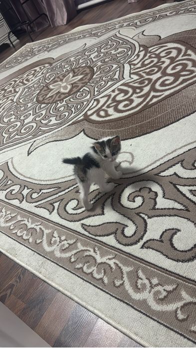 Отдам котят бесплатно, 1 мес.